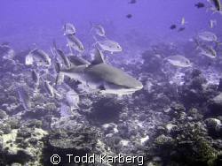 School of Jacks chasing away a grey reef shark.  Check ou... by Todd Karberg 